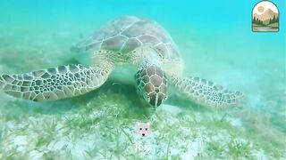 Lionfish The Beautiful but Deadly Reef Predator