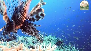 The Venomous Elegance of the Lionfish