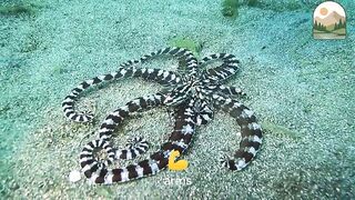 Mimic Octopus The Master of Imitation