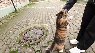 Stray cat I always feed greets me with great enthusiasm every time