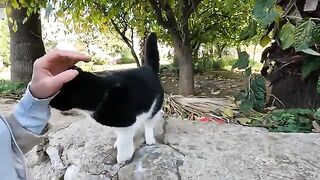Tuxie the cat started meowing as soon as she saw us