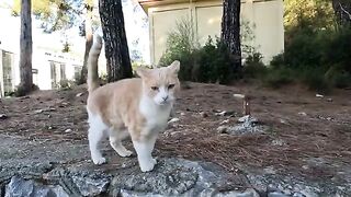 Leo the cat doesnt like the dog being close to him
