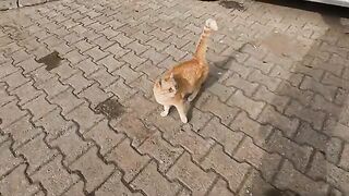 The orange cat, eager to be petted, will warm your heart