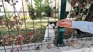 Dalma the cat behind the fences, asks us for food with her cutest meows