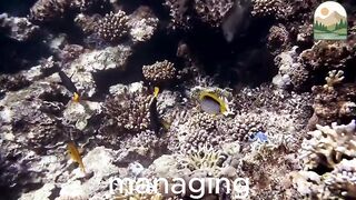 Different Crab Families and Their Unique Adaptations