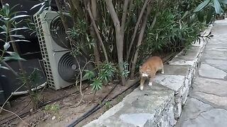 Cute cat started purring and kneading when I petted it