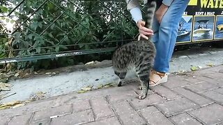The very hungry stray cat bit us both in turn