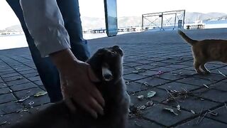 While walking at the seaside, we came across three cute cats