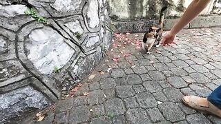 Stray cat, impatient to eat, was very hungry and nervous