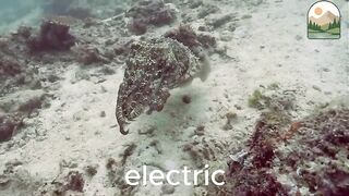 The Cephalopod Family Squid Octopus and Cuttlefish