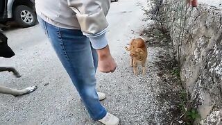 The orange cat, wanting to be petted, rubs against me and purrs