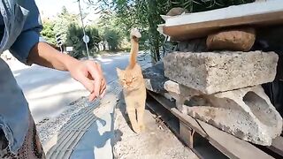 Incredibly cute stray cat that loses its mind when petted