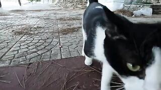 Very cute kitten starts purring loudly every time she climbs into our lap