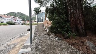Leo the cat likes to be petted so much