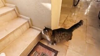 The cat always waits in front of my house and attacks all the cats that come near.