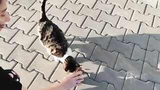Bon appétit to my street cats!
