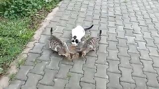 I gave some food to the stray cats as they were searching for food near the trash can.