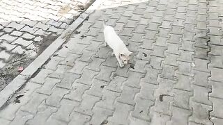 Cute street cats are searching for food to satisfy their hunger.