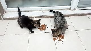 A moment captured by my fathers camera feeding stray cats.