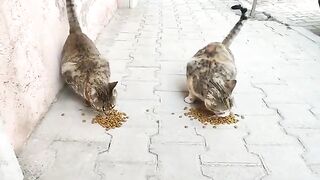 They look like theyre pregnant when they feed the stray cats.