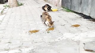 The food is ready, bon appetite to my street cats, they ate happily.