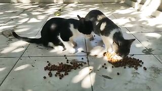 Lets please make an effort to feed stray cats