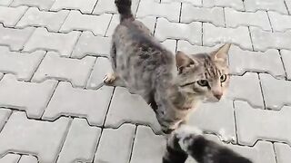 Our street cats are very hungry, it is our duty to feed them.