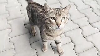 Street cats on a rainy day.