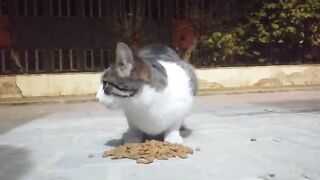 Two tabby cats on the street at night.