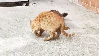 Please feed stray cats when you see them.