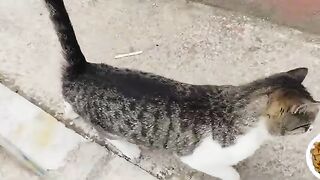 I like feeding stray cats.