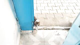 My stray cats waiting behind the door are meowing, telling me theyre hungry.