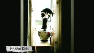 Funny Cats That Will Make You Forget Your Problems part 5