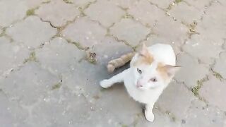 I fed two orange cats.