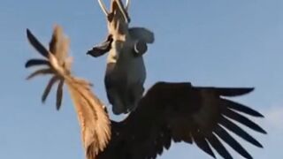 Flying animals