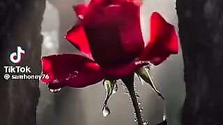 Beautiful Song