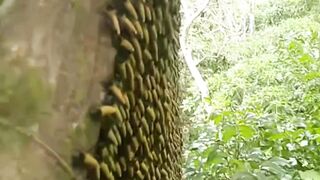 very large native forest honey bees