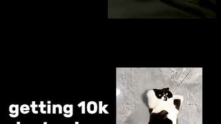 trying meow meow to gain views! cat funnycat cutecat cute.mp4