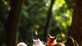 The Fox and cat