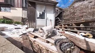 A cat that was on the side of the road in an alley near the fishing port came out to be petted.
