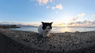 A cat strolling gracefully along the breakwater in the evening is a precious sight.