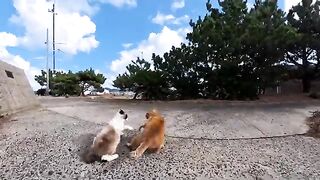 A small battle breaks out among the cats at the beach today!