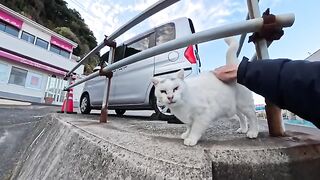 The cat with the lambda pattern on the head of the ferry terminal also started licking me when I tapped its back.