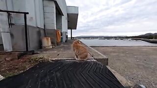 When I went to the fishing port in the evening, cats came to be petted.