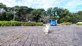 A cuddly cat in a parking area stretched out when I stroked its head, so cute