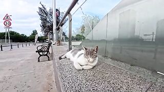 Pet the cat sleeping at the entrance to the underground passage