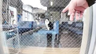 A roundup of the most popular cat videos taken this year - the cuteness is beyond compare