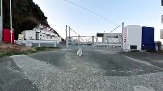 When I see your face, this spoiled cat from the harbor turns around and asks for a pat on the back.
