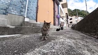 The adorable combination of a brown tabby and a black cat I encountered in a back alley in a fishing port town