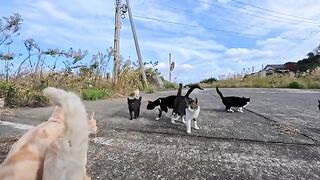 I went to a cat gathering held in the Cat Island Square.